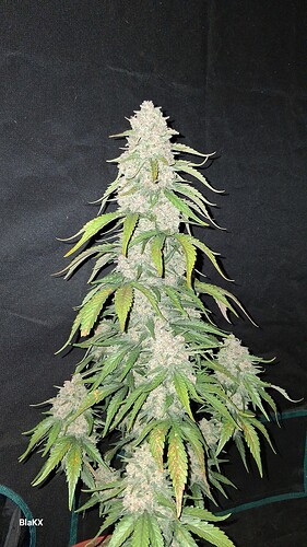 Gorilla Punch 🦍 🥊