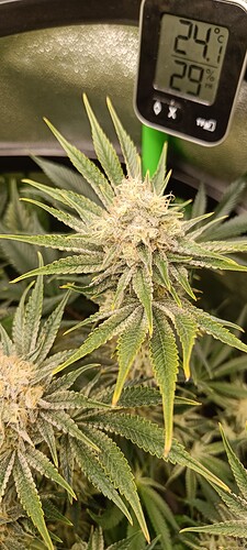 Growreport Bild 6