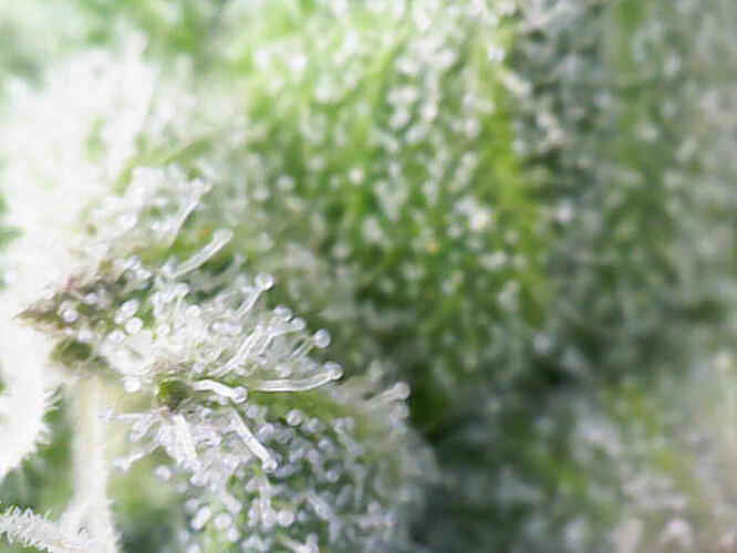Growreport Bild 12