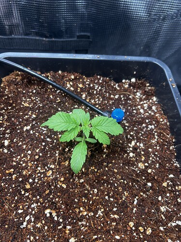 Growreport Bild 12