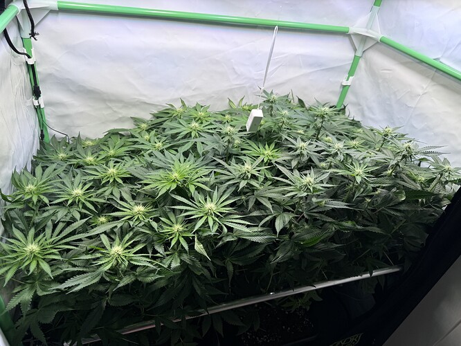 Growreport Bild 29