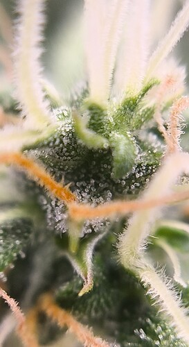 Growreport Bild 15