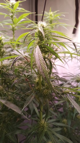 Growreport Bild 5