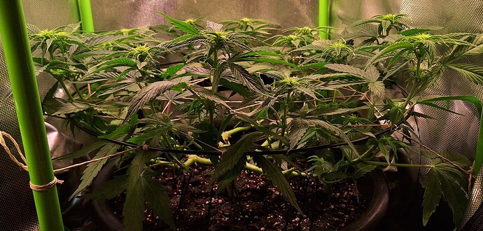 Growreport Bild 5