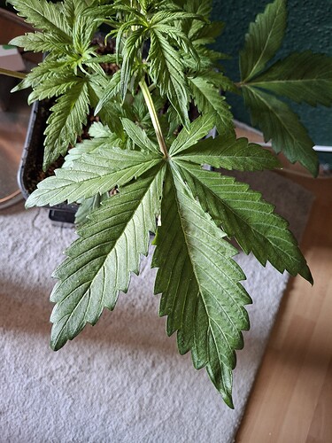 Growreport Bild 19