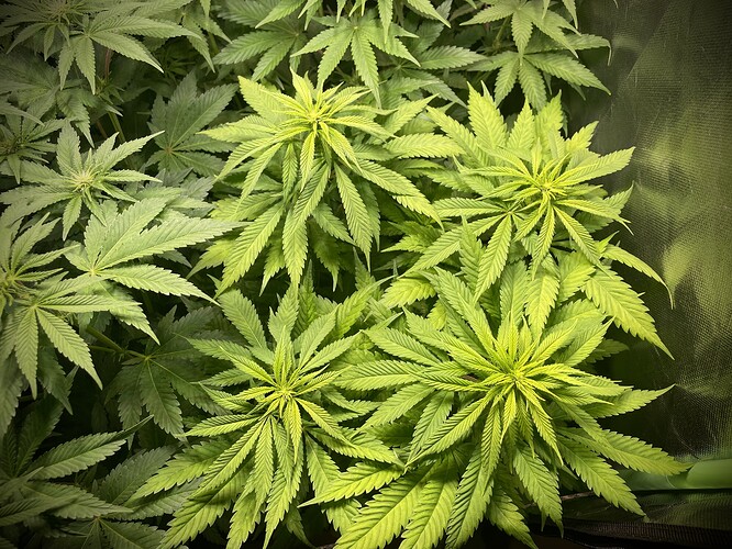 Growreport Bild 7