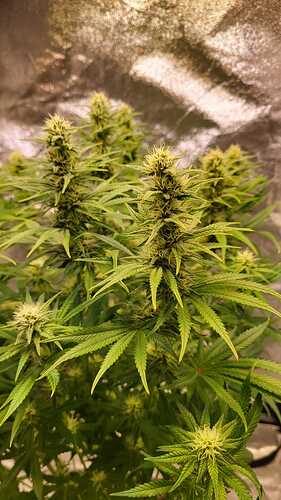 Growreport Bild 12