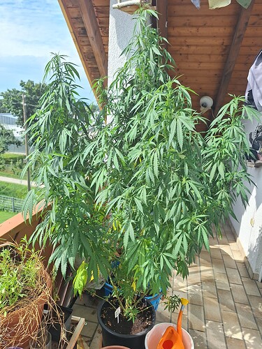 Growreport Bild 1