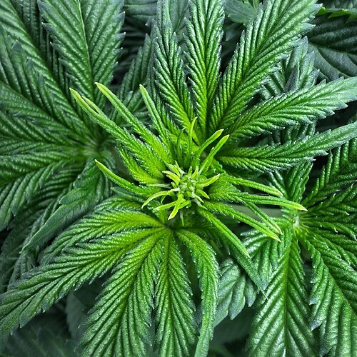 Nahaufnahme der Spitze einer jungen Cannabispflanze mit hellgrünen Blättern, die sich nach oben krümmen.