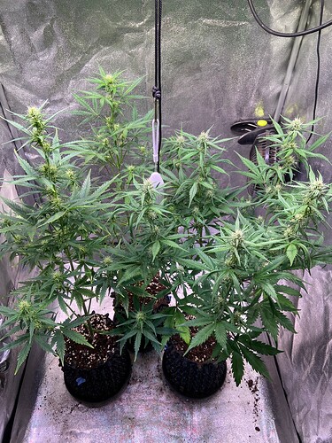 Growreport Bild 2