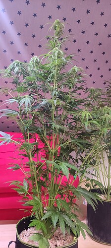 Growreport Bild 36
