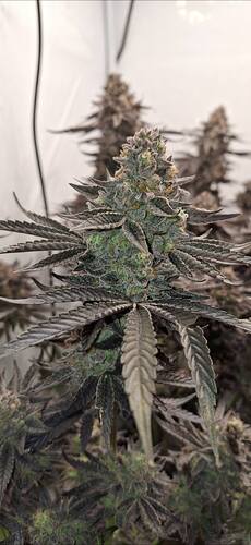 Growreport Bild 4