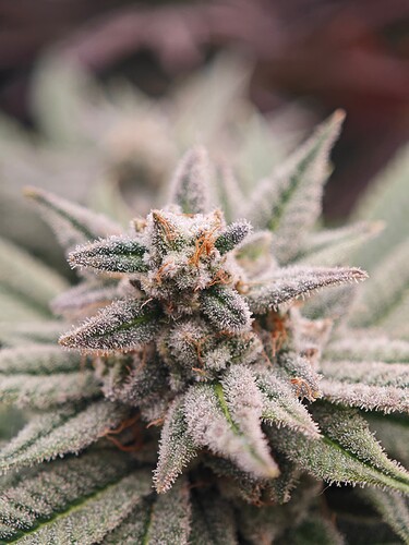 Growreport Bild 12