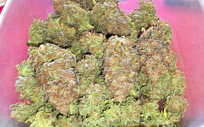 Growreport Bild 51