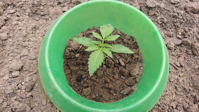 Growreport Bild 31