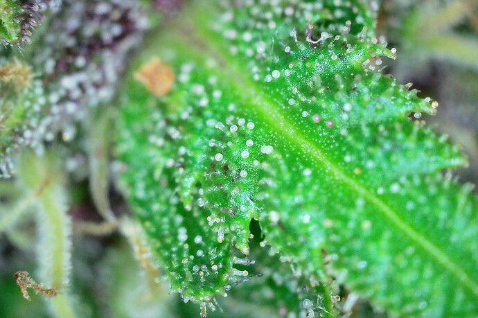 Grow25_1006_Trichome_DP_1