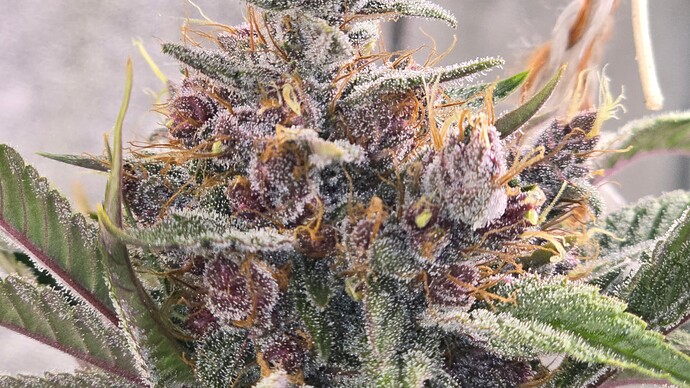 Growreport Bild 7