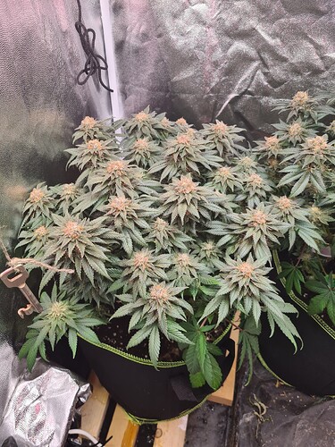 Growreport Bild 43