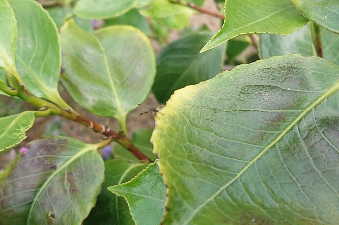 Growreport Bild 68