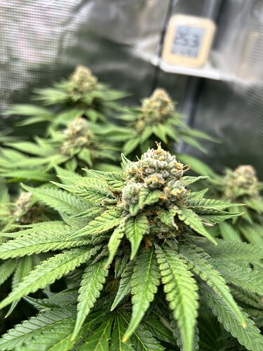 Nahaufnahme von blühenden Cannabis-Pflanzen in einem Grow-Zelt mit einem digitalen Thermometer/Hygrometer im Hintergrund.