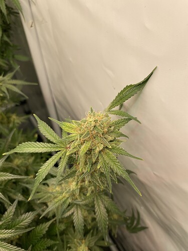 Growreport Bild 6