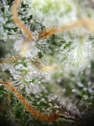 Growreport Bild 5