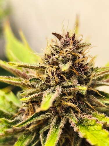 Growreport Bild 3