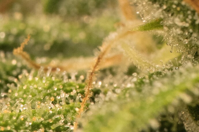 Growreport Bild 4