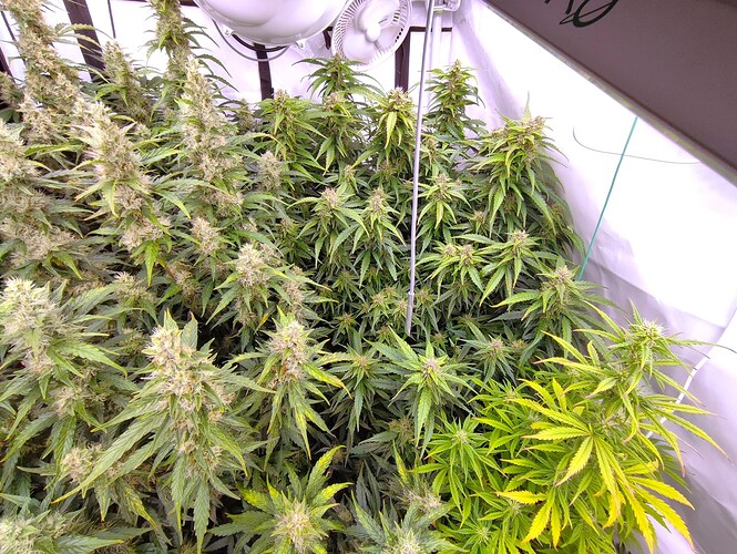 Growreport Bild 70