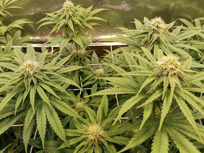 Growreport Bild 11