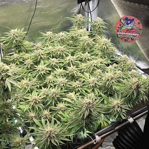 Growreport Bild 42