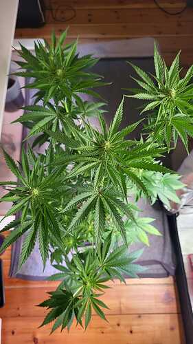 Growreport Bild 6
