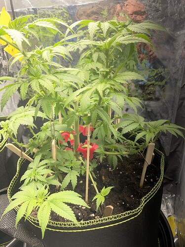 Growreport Bild 2