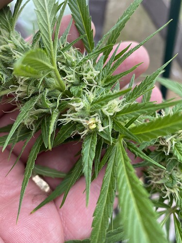 Growreport Bild 2