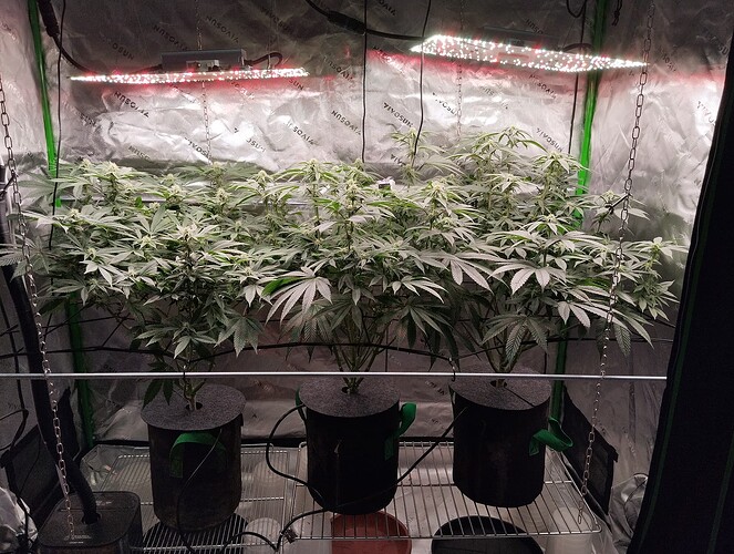 Growreport Bild 6