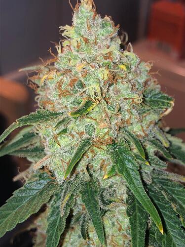 Growreport Bild 3