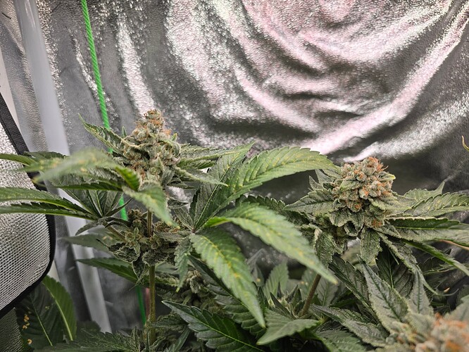 Growreport Bild 1