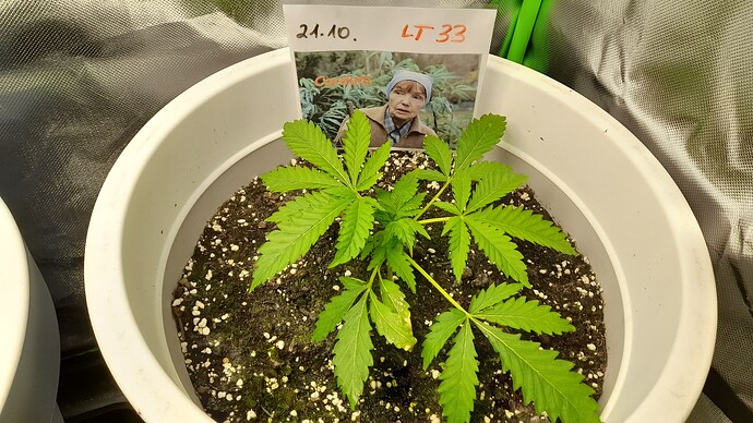Growreport Bild 3