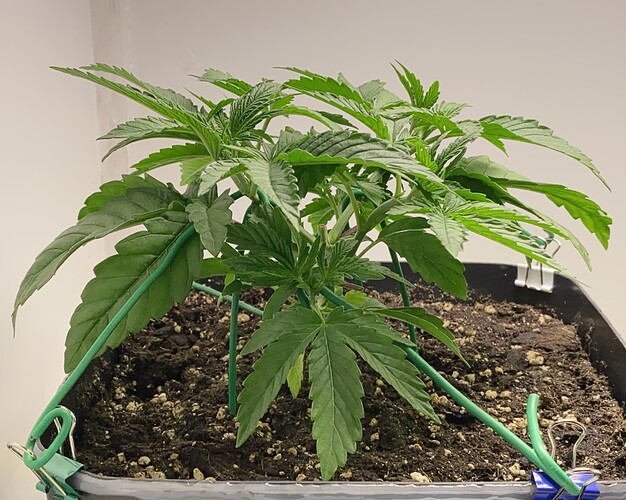 Growreport Bild 13