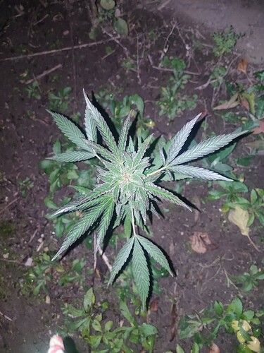 Growreport Bild 54
