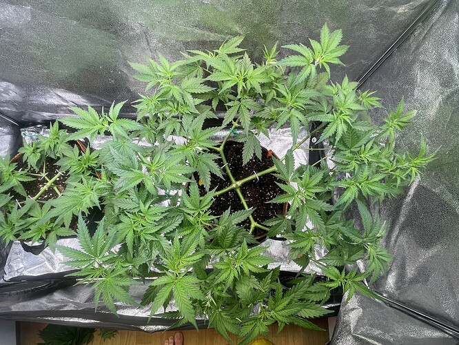 Growreport Bild 4