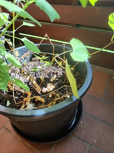 Growreport Bild 4