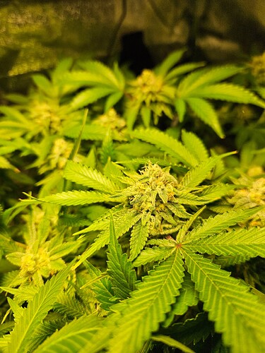 Growreport Bild 2