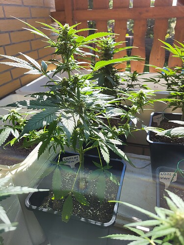 Growreport Bild 2