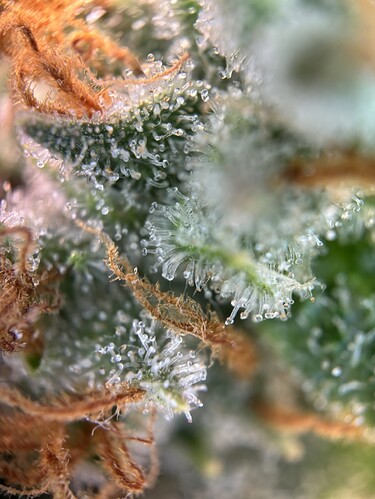 Growreport Bild 27
