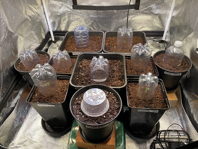Growreport Bild 26