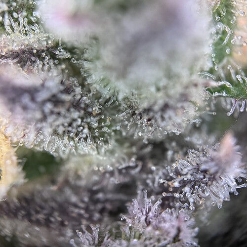 Growreport Bild 13