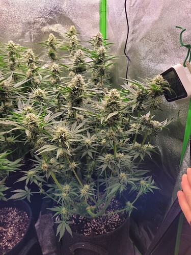 Growreport Bild 2