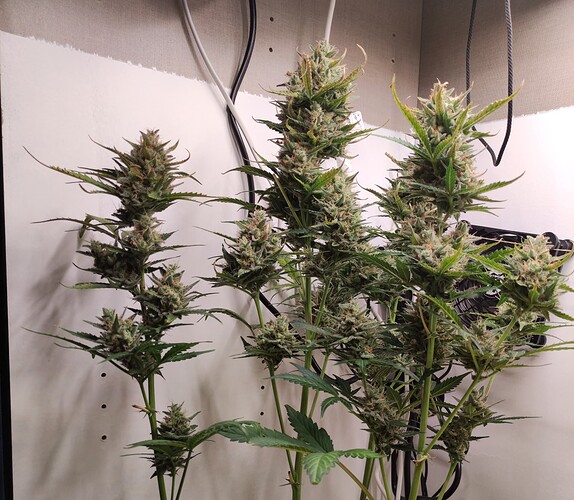 Growreport Bild 2