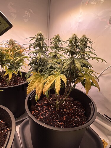 Growreport Bild 4
